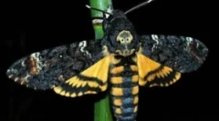 Mindaz, amit érdemes tudni a pillangó halott fejét